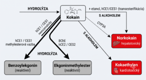 Obrázek 3. Model interakce gen × prostředí 