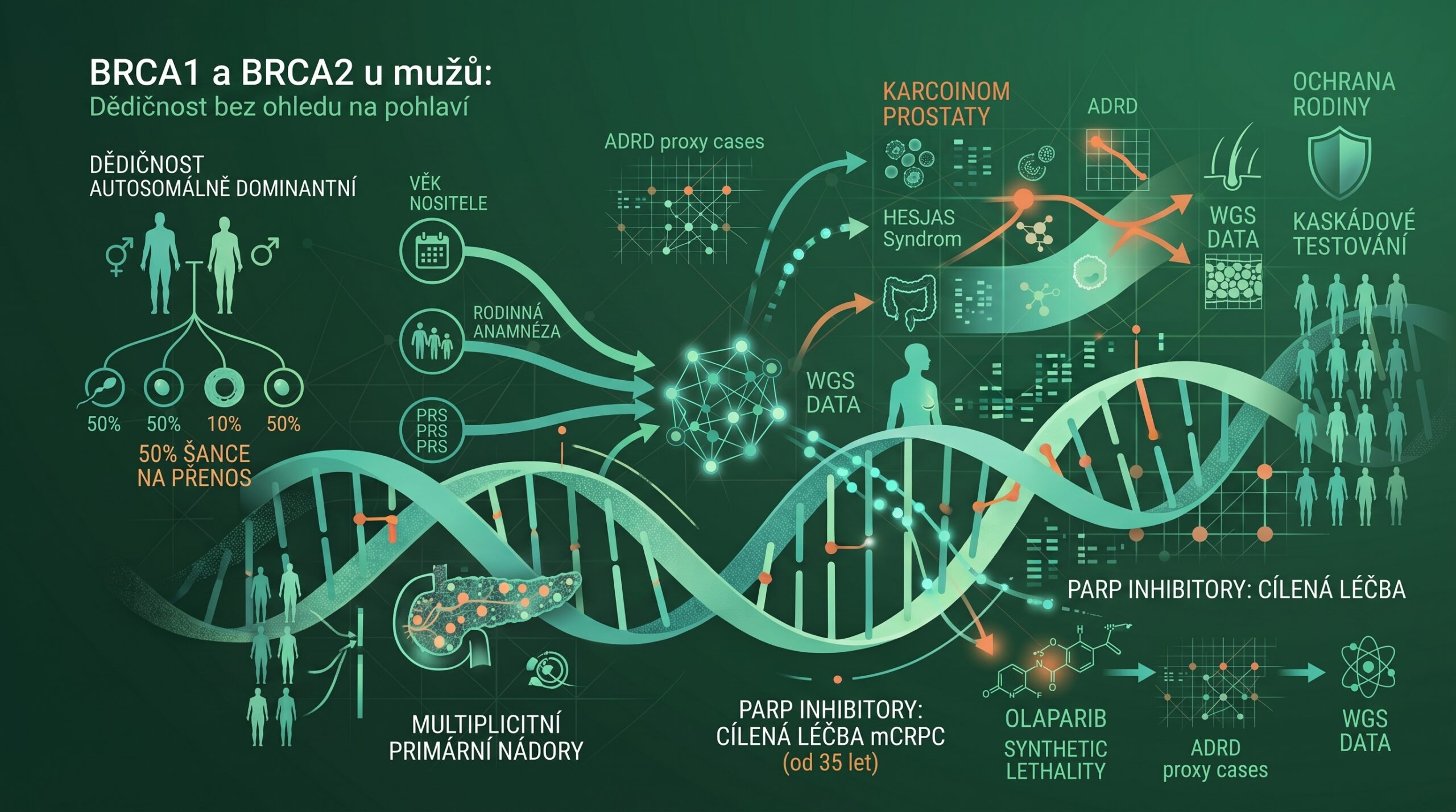 BRCA u muzu